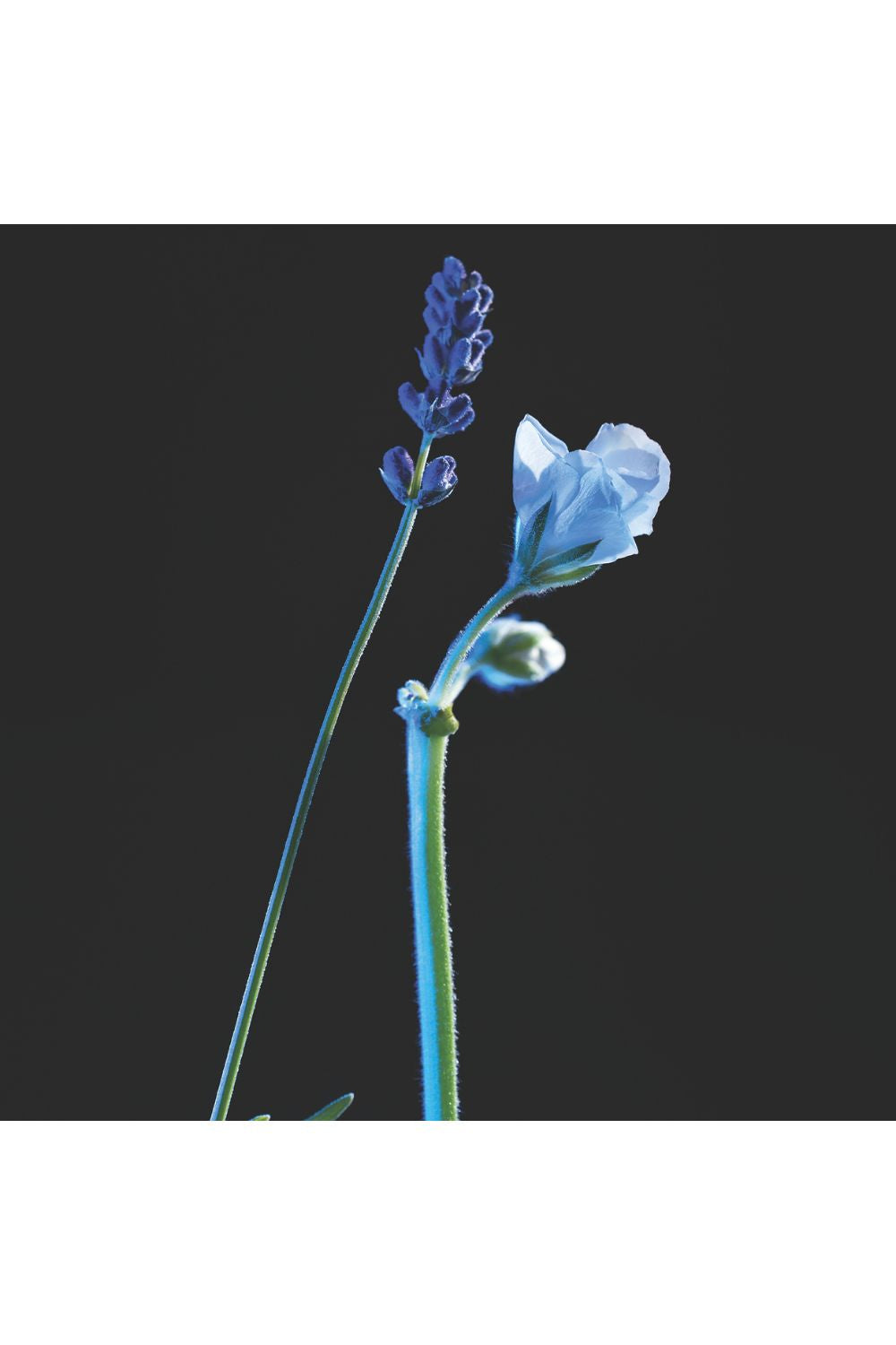 בושם לגבר 100 מ"ל NUIT DE BLEU ELECTRIQUE | איב סאן לורן 