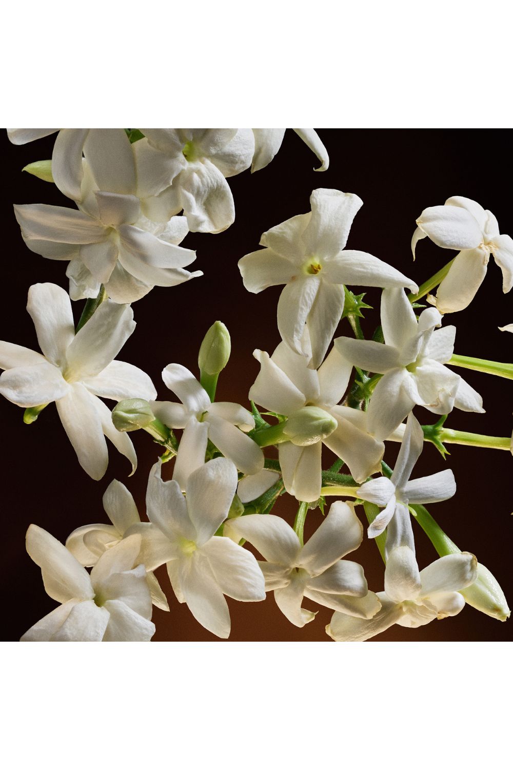 בושם לאישה 75 מ"ל THE ONE E.D.P INTENSE | דולצ'ה וגבאנה