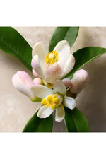 בושם לגבר 60 מ"ל guilty absolu de parfum | גוצ'י