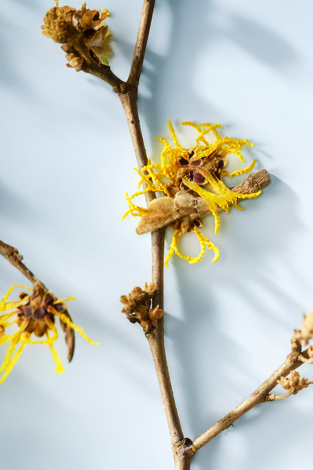 תחליב לחות לניקוי עור הנוטה לפצעונים