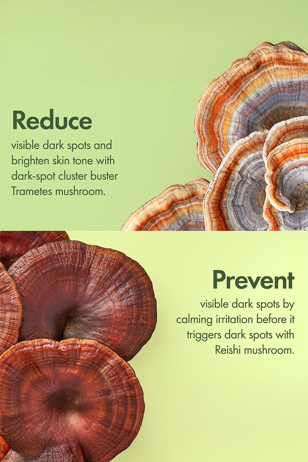 קרם לחות להבהרה ותיקון כתמים כהים בעור 50 מ"ל 